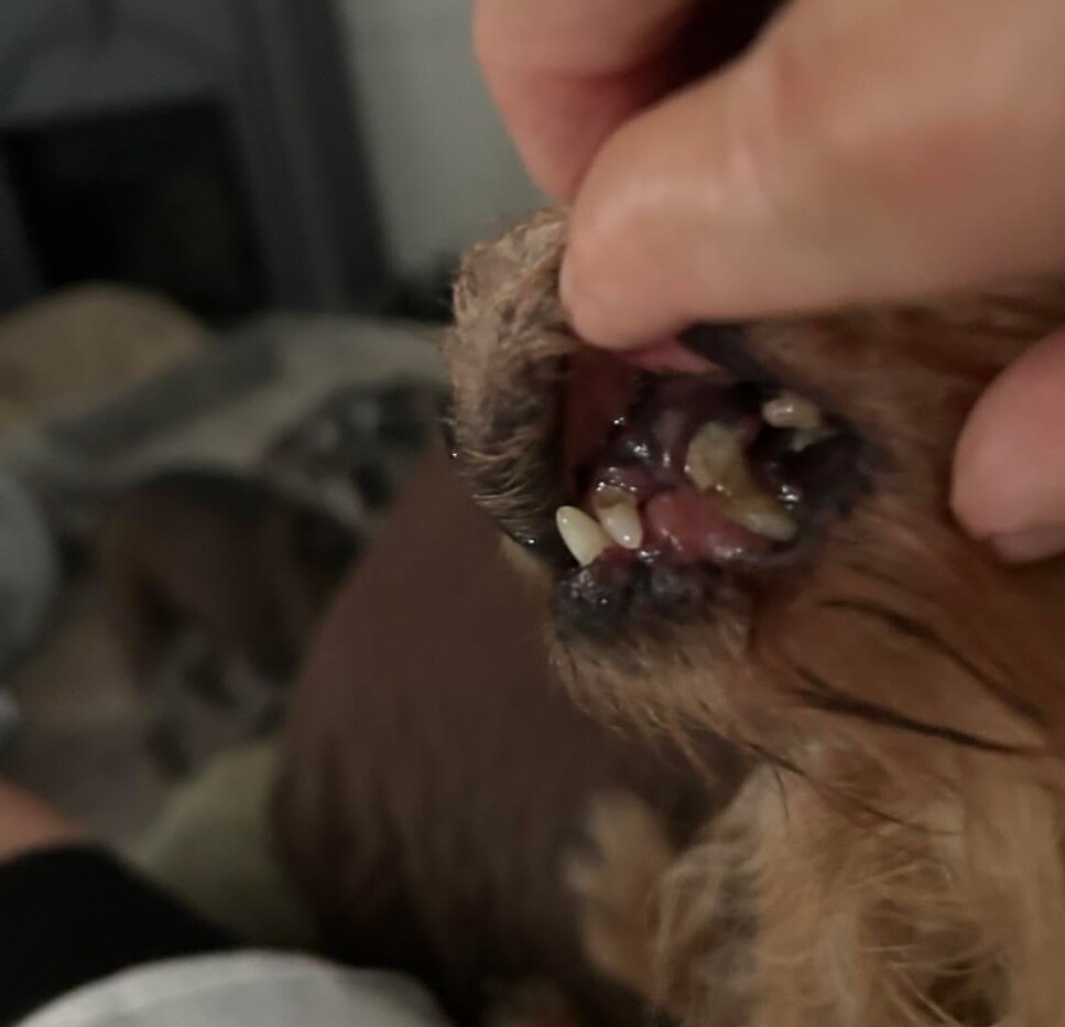Peanuts teeth Peanuts teeth