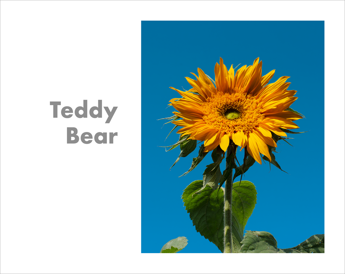 Teddy Bear Teddy Bear