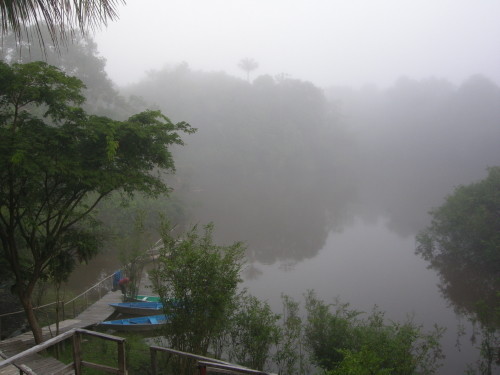 Amazon Jungle at Dawn
