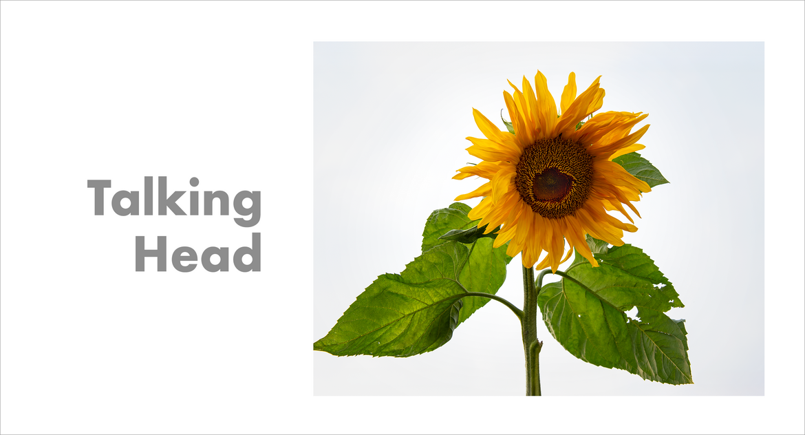 Talking Head Talking Head