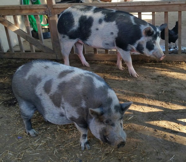 This is Olivia today with Pepe. Olivia is the pig in the back. This is Olivia today with Pepe. Olivia is the pig in the back.
