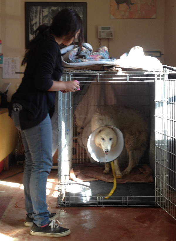 Shaggy Dog in recovery Shaggy Dog in recovery