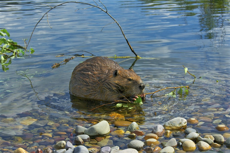Beavers are commonly important food for wolves in North America and Europe