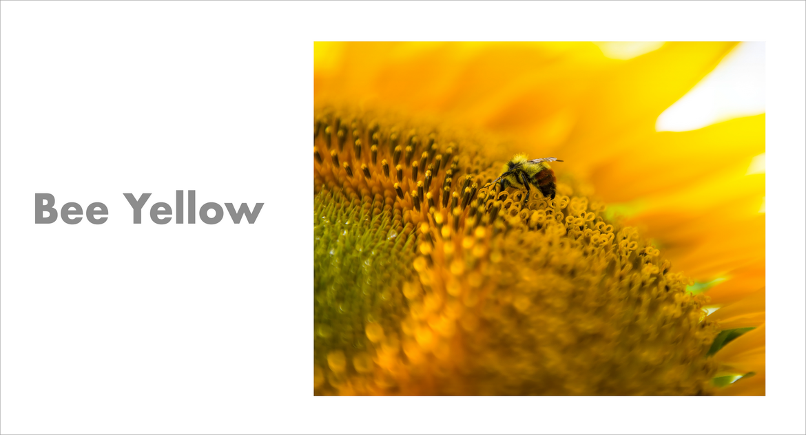 Bee Yellow Bee Yellow