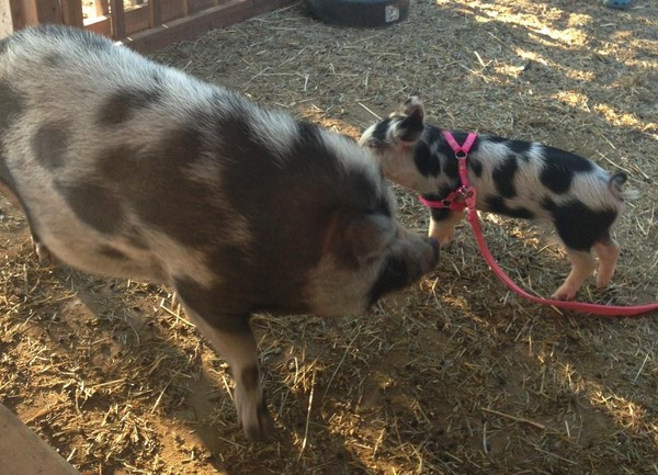 Olivia was certainly smaller than Pepe, our 175 pound pot belly pig, when she arrived at the sanctuary. Olivia was certainly smaller than Pepe, our 175 pound pot belly pig, when she arrived at the sanctuary.