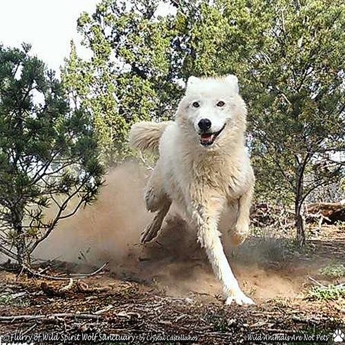 Happy Flurry Happy Flurry