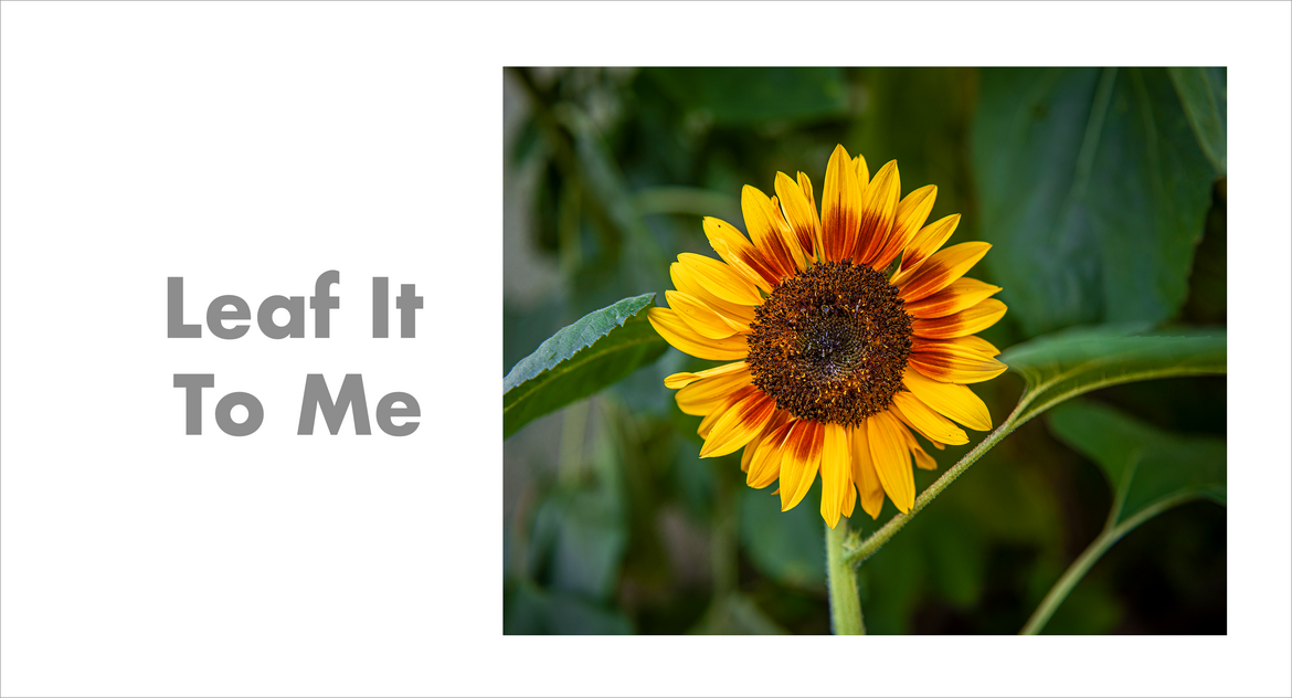 Leaf It To Me Leaf It To Me