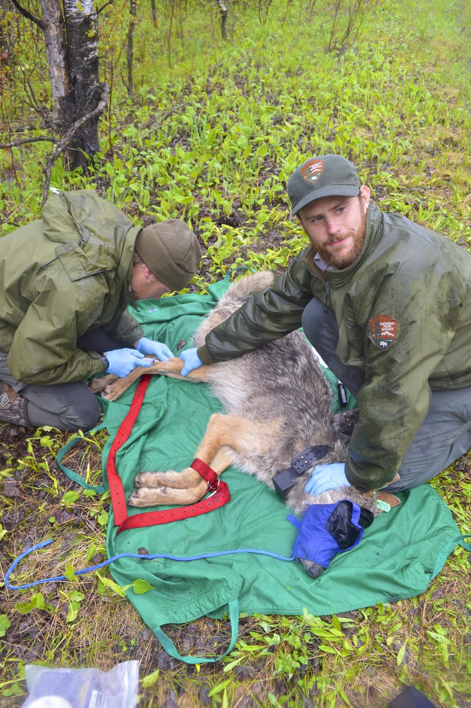 Collaring a wolf in Voyageurs National Park and also collecting biological samples. Austin Homkes, a graduate student, is collecting a blood sample while I (Tom Gable) hold the leg to make the vein in the leg more obvious and easier to get a blood sample.
