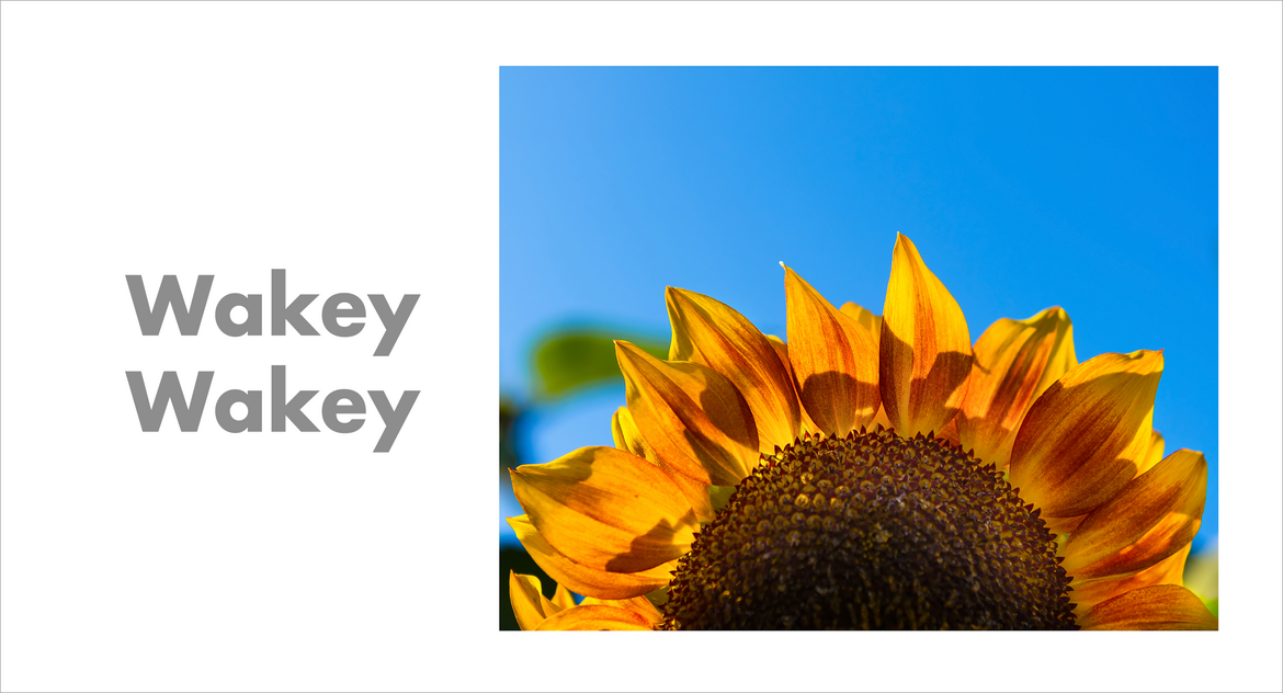 Wakey Wakey Wakey Wakey