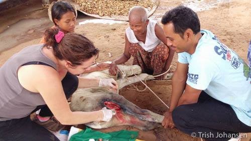 Injured calf on the roadside Injured calf on the roadside