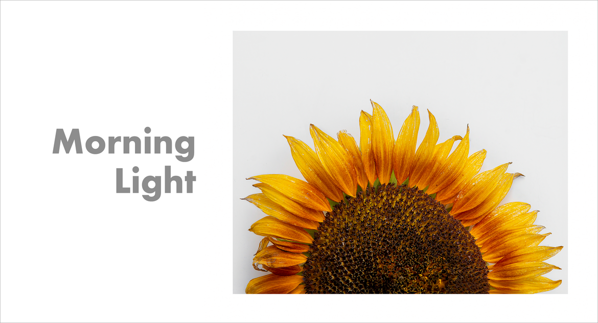 Morning Light Morning Light