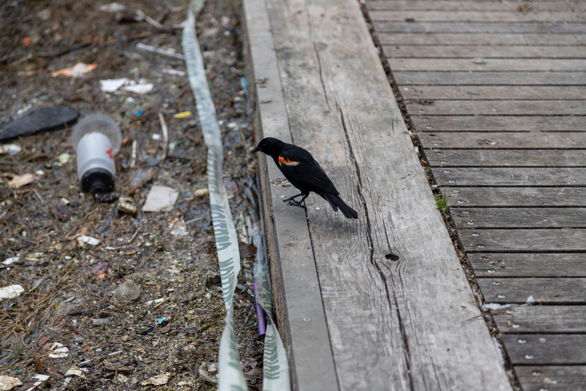Bird looks at sewage in the Toronto harbour
