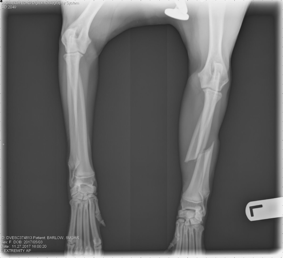 Sugar's XRay Sugar's XRay