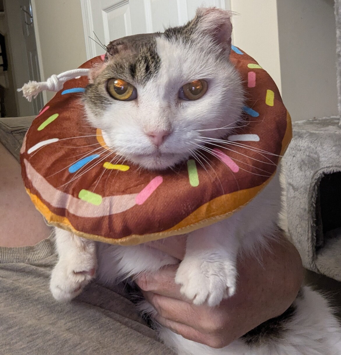 Leo post surgery 2- October Leo post surgery 2- October