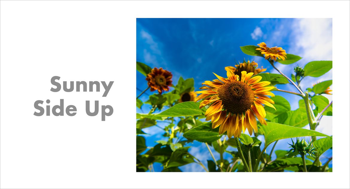 Sunny Side Up Sunny Side Up