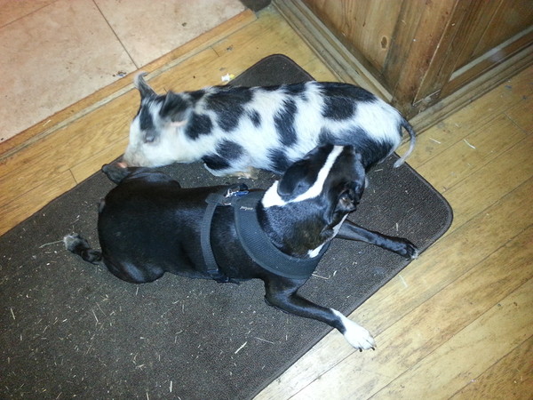 Olivia was smaller than our 20 lb. Boston Terrier when she arrived at our sanctuary. Olivia was smaller than our 20 lb. Boston Terrier when she arrived at our sanctuary.