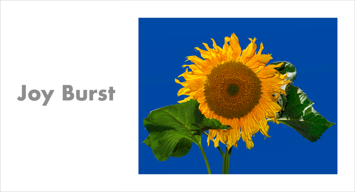 Joy Burst Joy Burst