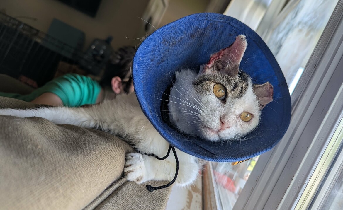 Leo's first week home- June 2025 Leo's first week home- June 2025