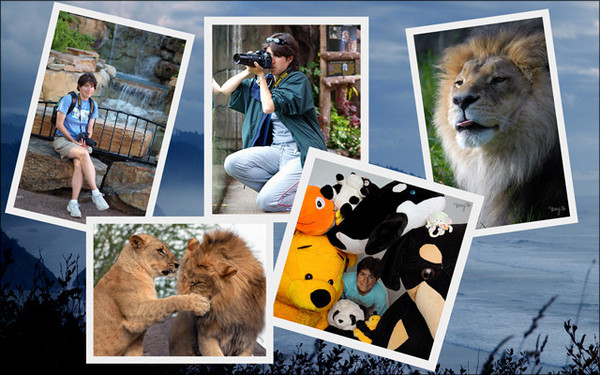 Amy, one of the author/photographers, two of her lion photos and peeking out of her animal herd.
