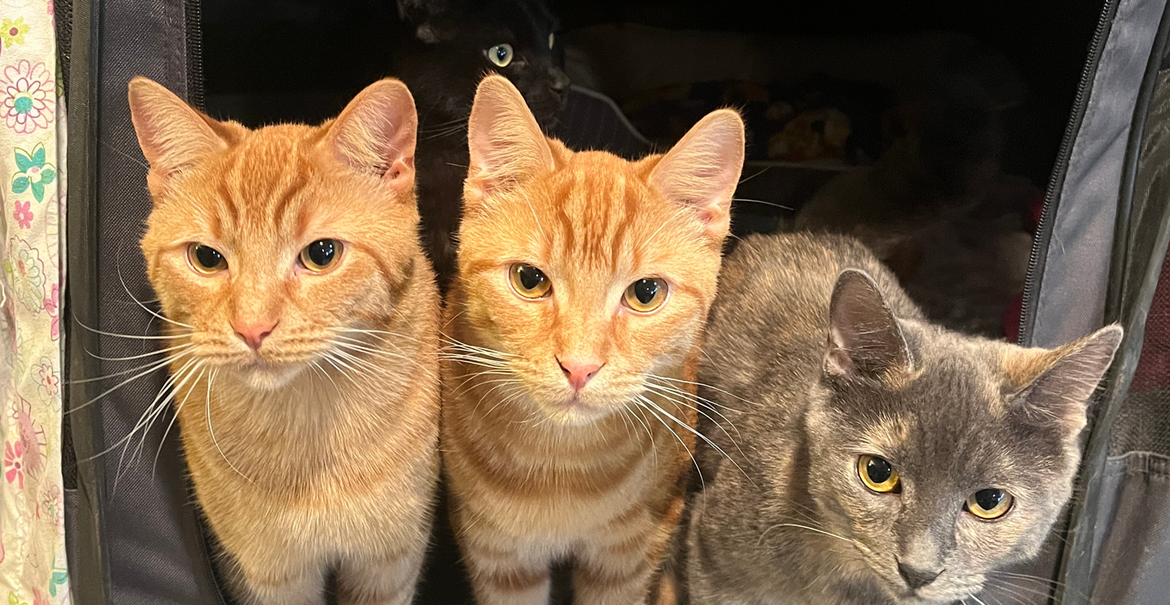 Quesito, Queso and Diana Quesito, Queso and Diana