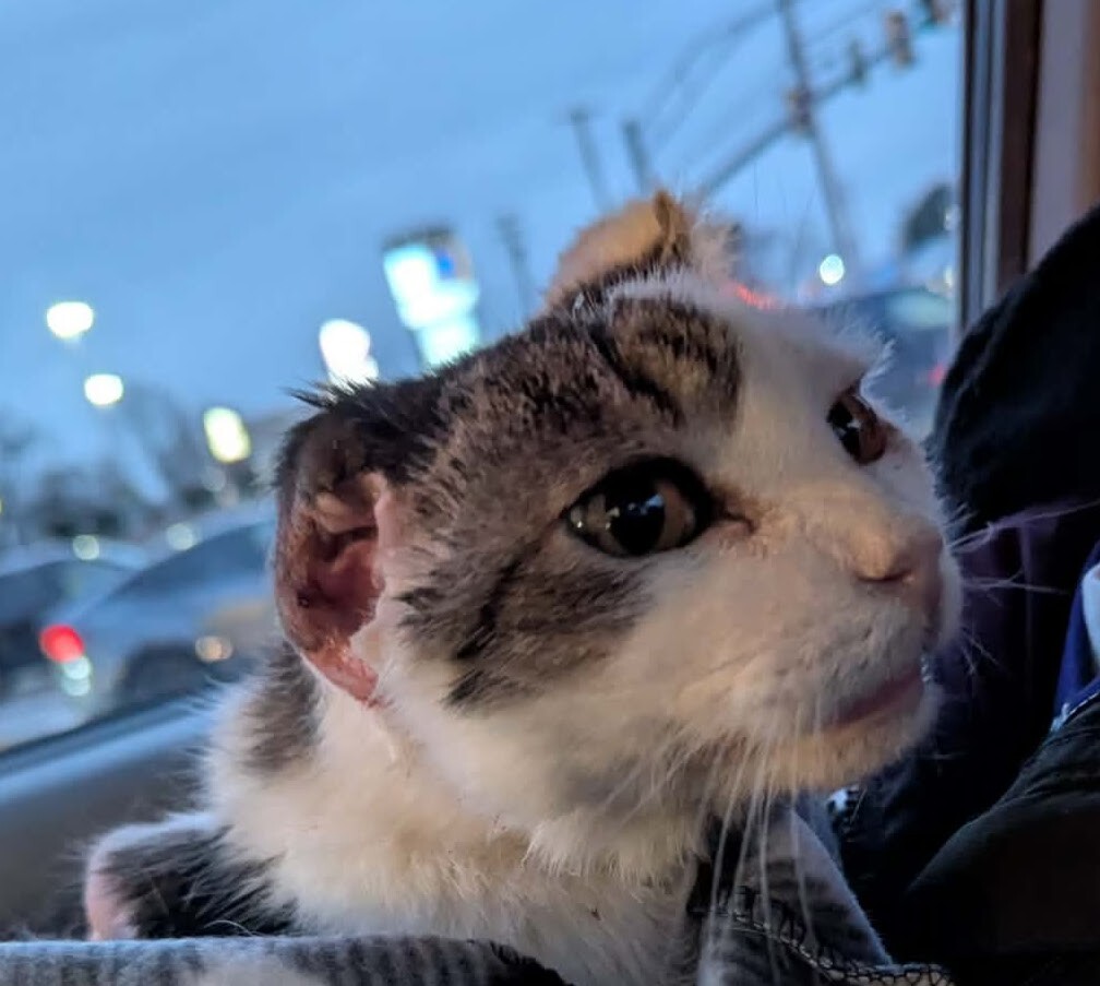 Leo present day - car ride to the oncologist Leo present day - car ride to the oncologist