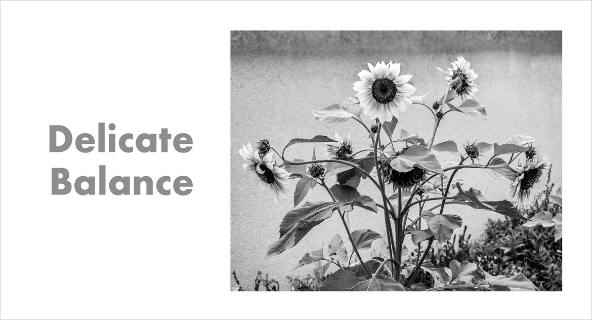 Delicate Balance Delicate Balance