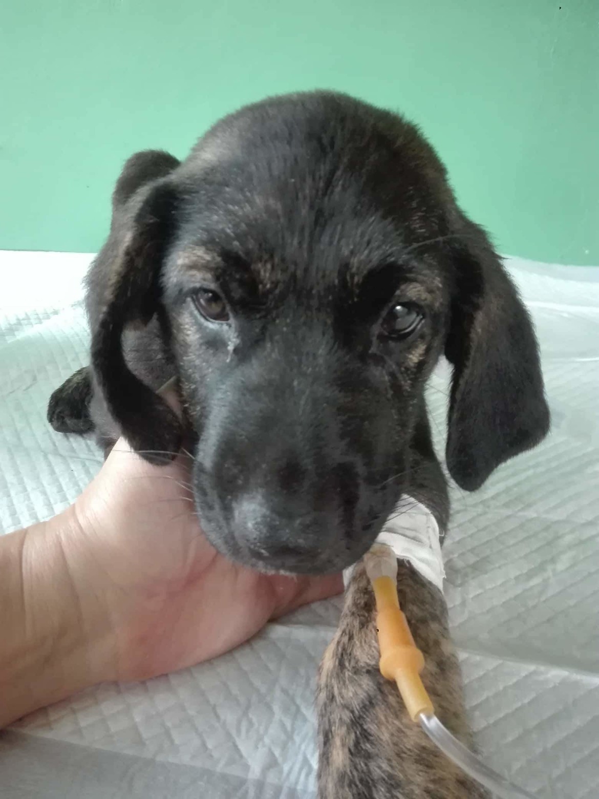 We are small association from Serbia and in this moment we taking care of more than 120 dogs and cats. They are all sterilized and vaccinated. Some have been operated on, we are treating a lot of them for a heart worm.. We protect them from ticks and fle We are small association from Serbia and in this moment we taking care of more than 120 dogs and cats. They are all sterilized and vaccinated. Some have been operated on, we are treating a lot of them for a heart worm.. We protect them from ticks and fle