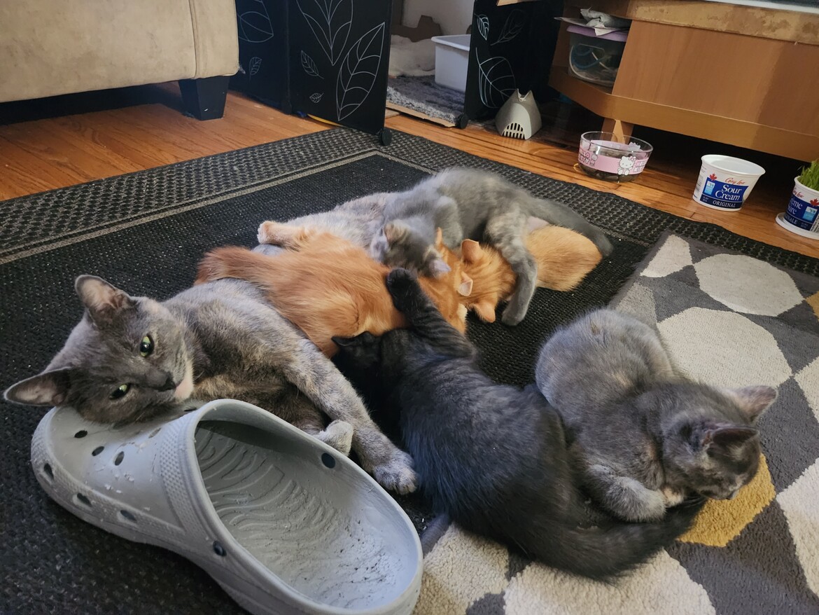 Tesoro and the Cubs Tesoro and the Cubs