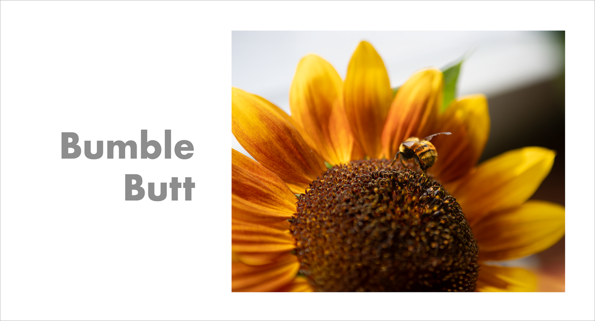 Bumble Butt Bumble Butt