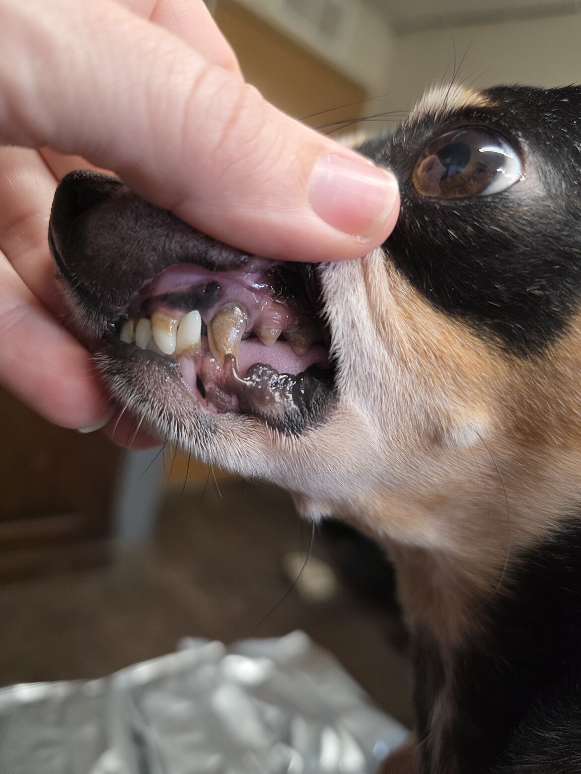 Raven teeth Raven teeth