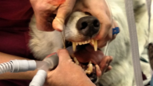 Brutus at the vet Brutus at the vet