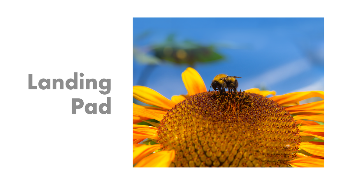 Landing Pad Landing Pad