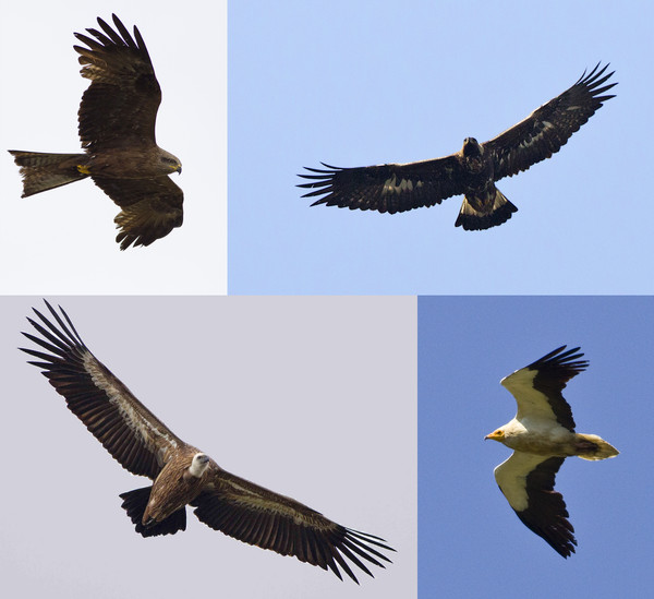 Griffon and Egyptian Vultures, Golden Eagle and Black Kite
