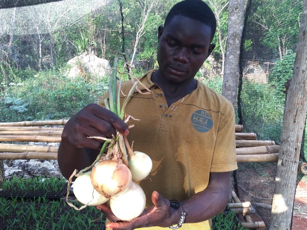 Student Inspecting Onions He Grew In S. Manchester