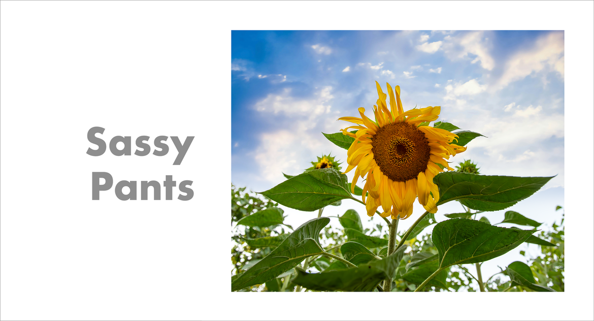 Sassy Pants Sassy Pants