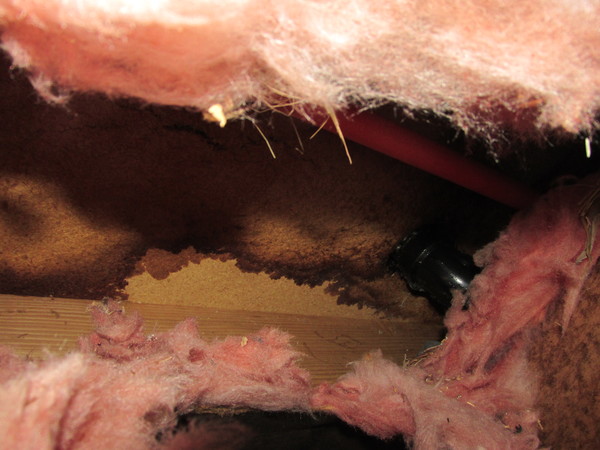 mold under house