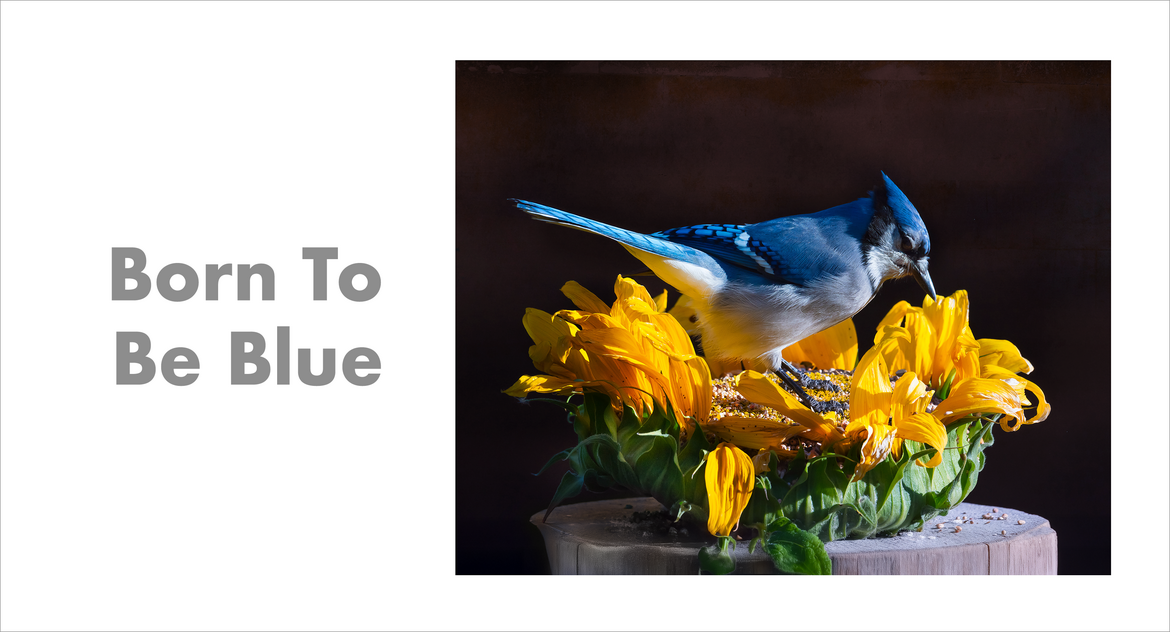 Born to Be Blue Born to Be Blue