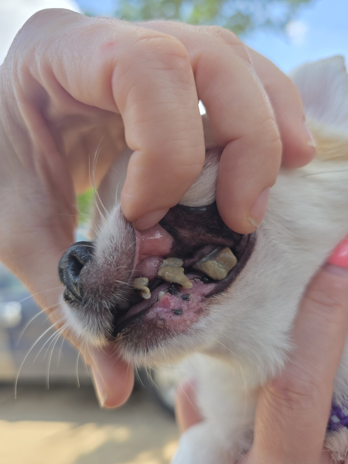 Ethel teeth Ethel teeth