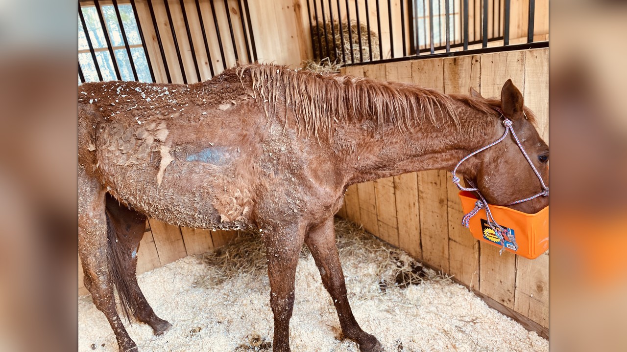 Baby Rescue Horse Needs Our Help! by Cottontail Cottage Farm Sanctuary