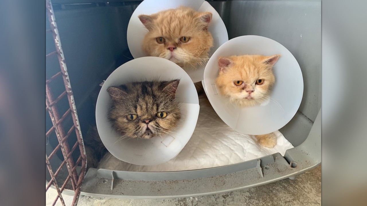 persian cat adoption