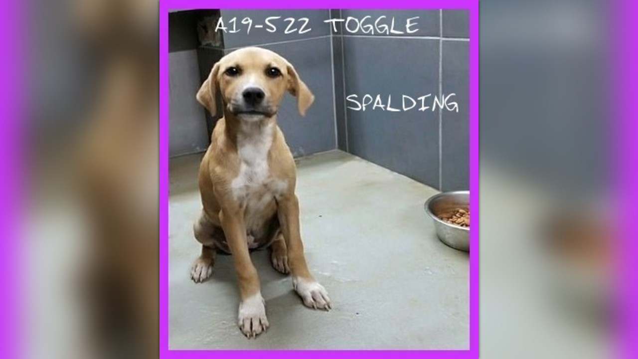 Help for Toggle! by Saving Dogs