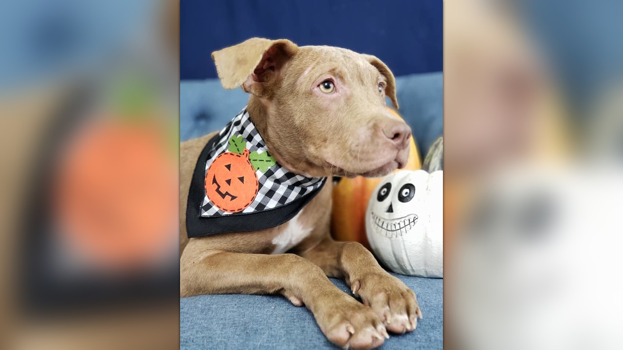 Help Sandy go North by Coco's House Senior Sanctuary and Rescue