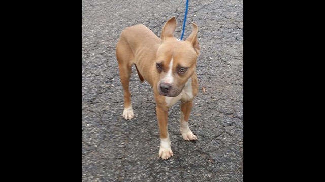 153716 LEYLO Female Pocket Pit by Partners for Pets, Inc.