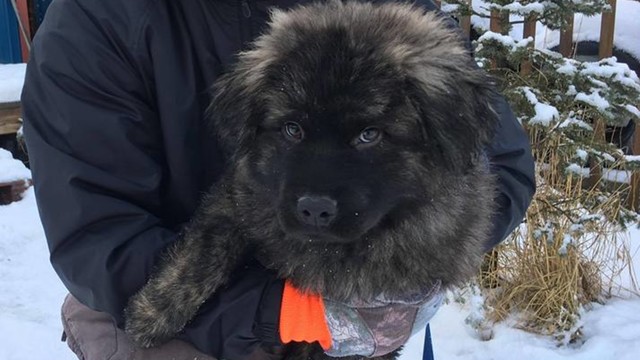 newfie mix rescue