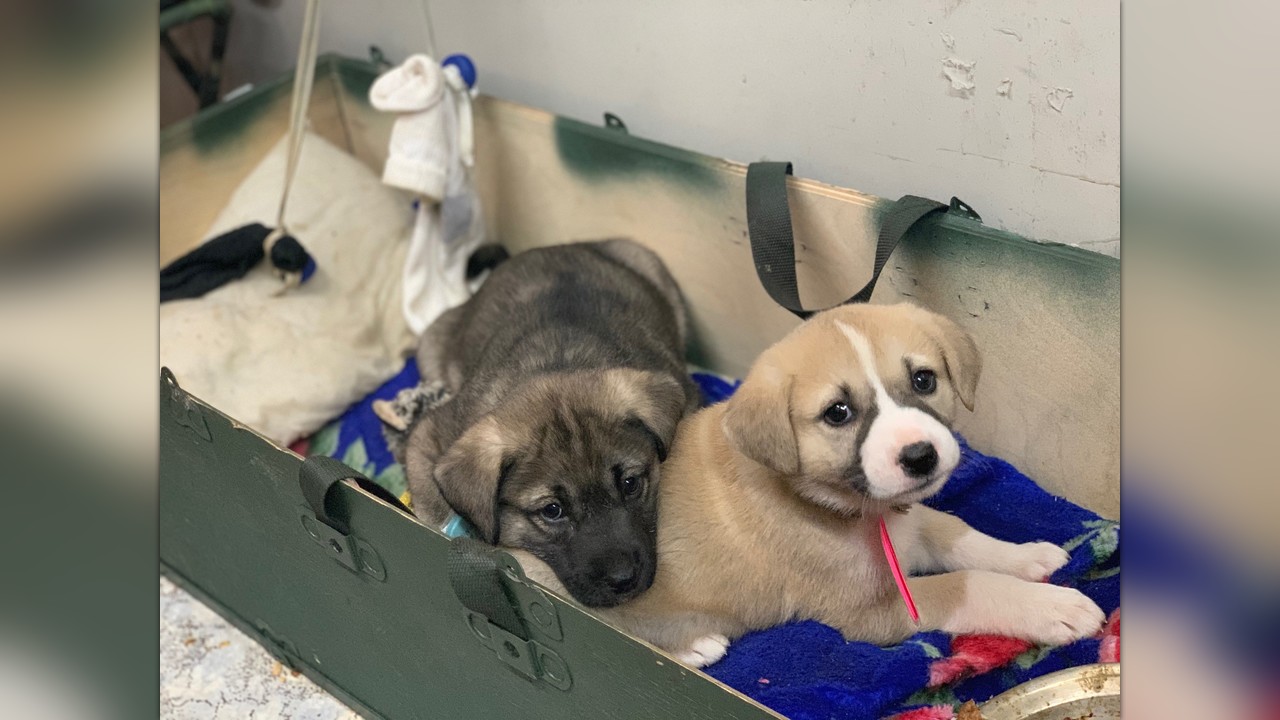 nowzad animal sanctuary