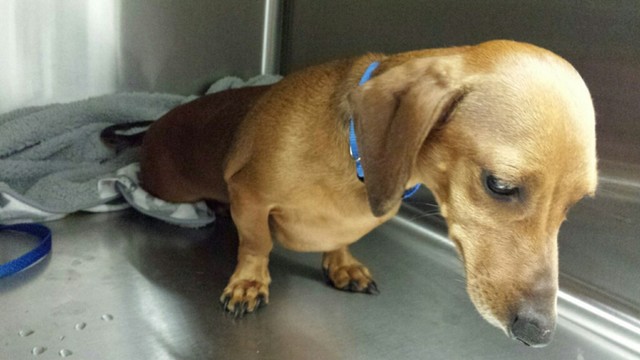 Abbi's Close Call with Euthanasia by Dachshund Rescue