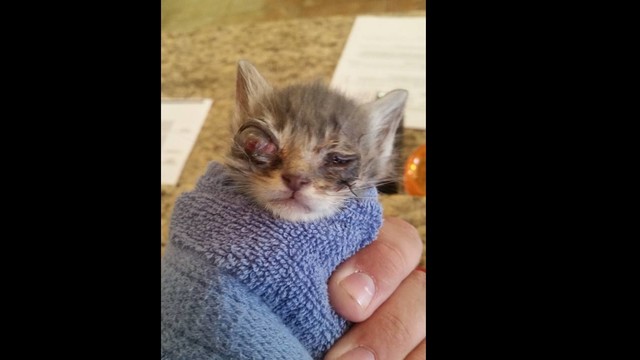 help us save this poor kitten by bastrop animal rescue inc
