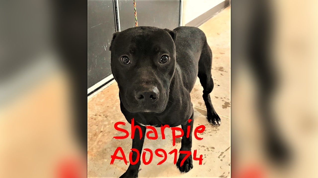 A009174 SHARPIE URGENT Clayton County AC by Partners for Pets, Inc.