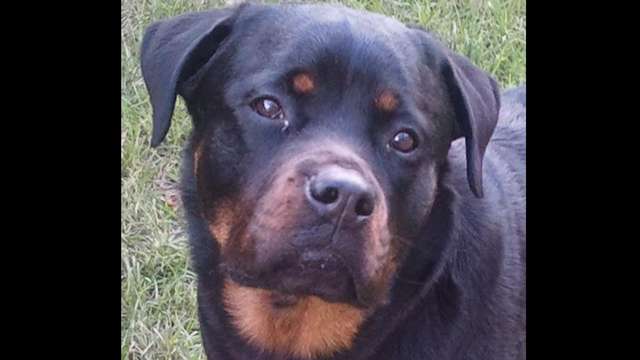 Abbey Surgery Vet Bill By Gulfstream Guardian Angel Rottweiler Rescue