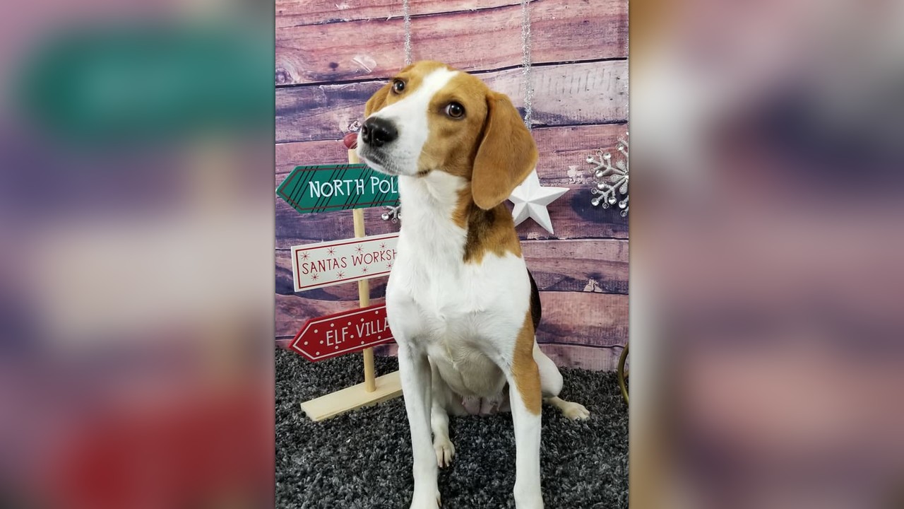 Sweet Potato is heading to NJ by Coco's House Senior Sanctuary and Rescue